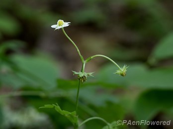 Flower and developing fruit